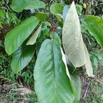 Sterculia cordata Levél