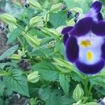Torenia fournieri 花