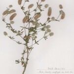 Trifolium arvense Libunga
