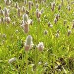 Lagurus ovatus Fleur