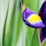 Iris latifolia Alia