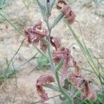 Matthiola fruticulosa Fiore