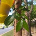 Syzygium zeylanicum Leaf