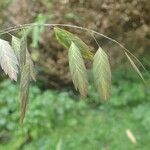 Chasmanthium latifolium Liść