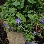 Campanula poscharskyana Habitat