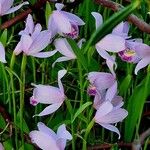 Pogonia ophioglossoides Habit