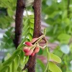 Tamarindus indica Blüte