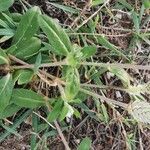 Gomphrena celosioides Квітка