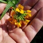 Erysimum odoratum花