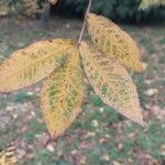 Carya cordiformis पत्ता