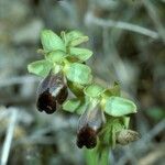 Ophrys fusca Kvet