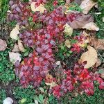 Vaccinium angustifolium Hábito