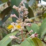 Miconia hypoleuca Flower