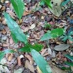 Bocoa viridiflora Yaprak