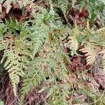 Asplenium adiantum-nigrum Habitat