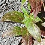 Epilobium montanum Yaprak