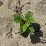 Ipomoea pes-caprae Leaf