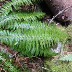 Polystichum setiferum Habitat