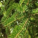 Picea polita List