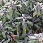 Salvia officinalis Yeri