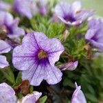 Calibrachoa parviflora Žiedas