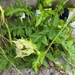 Cirsium oleraceum Квітка