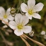 Minuartia laricifolia Flower