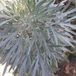 Artemisia arborescens पत्ता