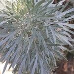 Artemisia arborescensপাতা