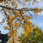 Ginkgo biloba Other