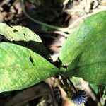 Trichostachys aurea Hoja
