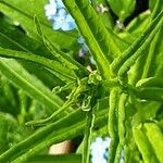 Reseda luteola Blatt