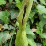 Arum cylindraceum Lorea