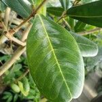 Noronhia emarginata Leaf