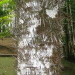 Acrocomia aculeata 樹皮