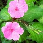 Impatiens flaccida Flower