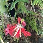 Passiflora racemosa Fleur