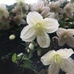 Clematis cirrhosa Blüte
