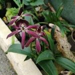 Prosthechea cochleata Fleur