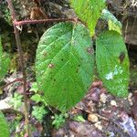 Rubus macrophyllus Blad