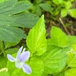 Viola cucullata Leaf