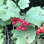 Viburnum opulusFruit