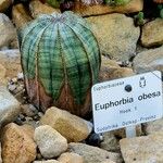 Euphorbia obesa Anders