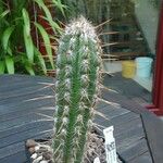 Oreocereus leucotrichus Habit