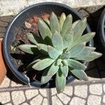 Dudleya greenei 叶