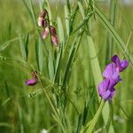 Lathyrus palustris Συνήθη χαρακτηριστικά