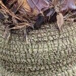 Livistona chinensis Casca