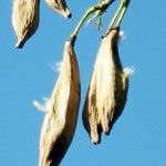 Ceiba pentandra 果實