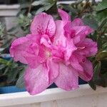 Rhododendron simsiiЦвят