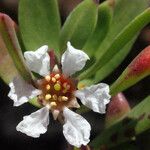 Pemphis acidula Flower